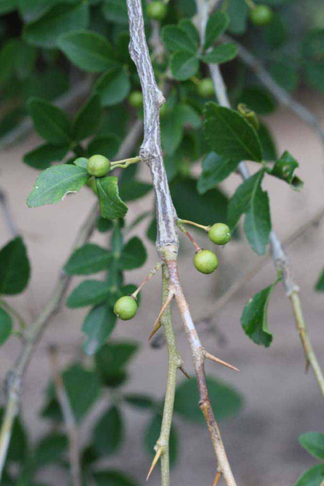              Immature fruit (Riverside, CA)       
